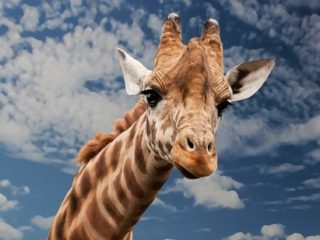 giraf i berlin Zoo